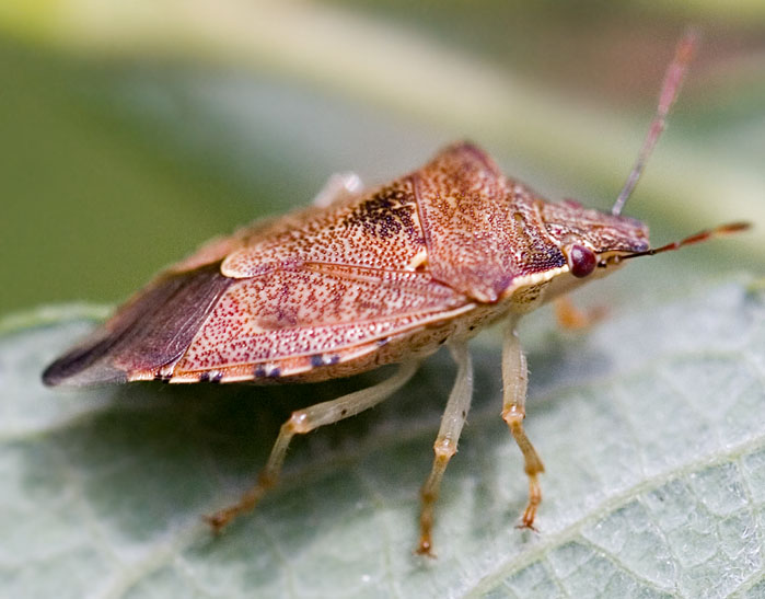 Podisus  brevispinus (stink bug)