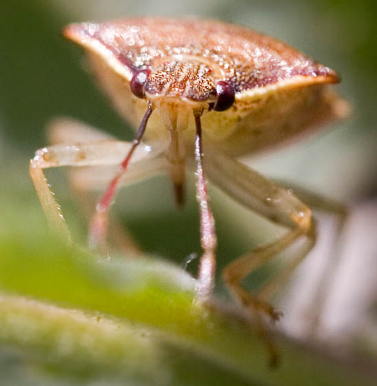 Podisus brevispinus (stink bug)