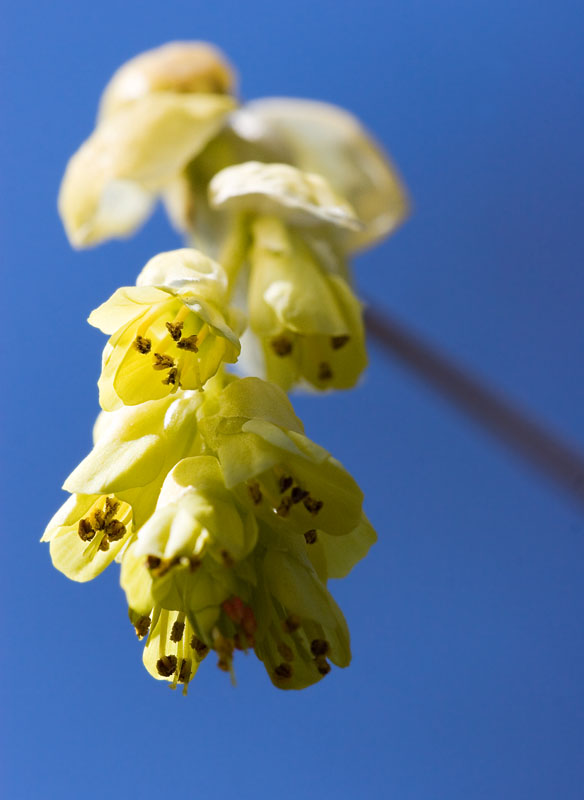 Yellow Inflorescence