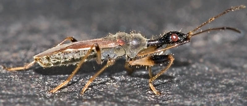 Long-Necked Seed Bug