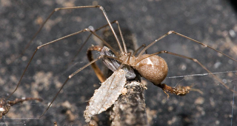 Long-Legged Spider in Compost Bin
