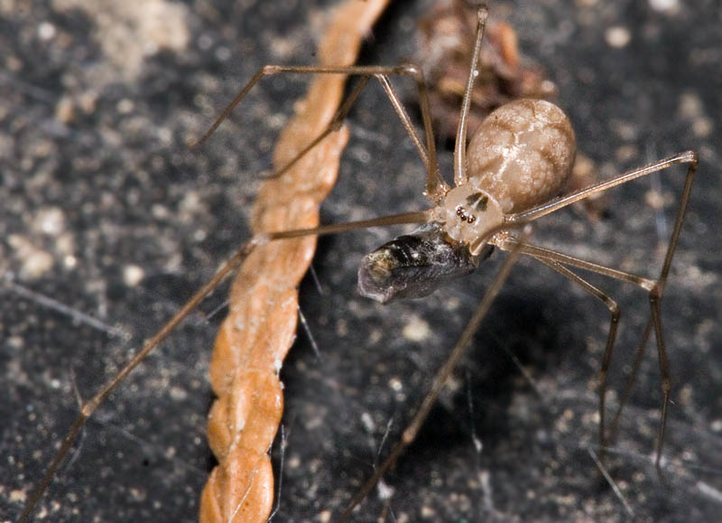 Long-Legged Spider in Compost Bin