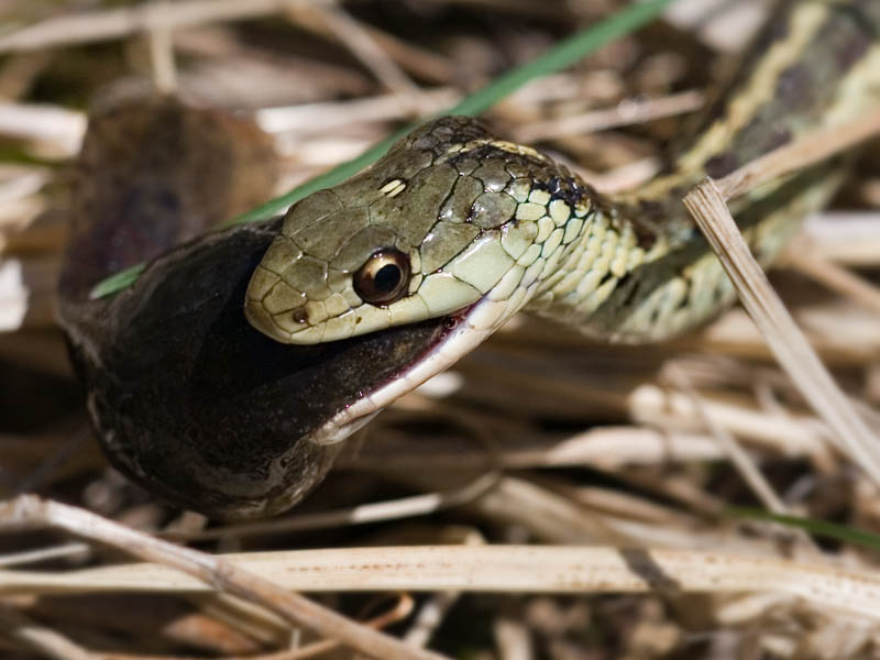 Garter Snake Eating Tadpole