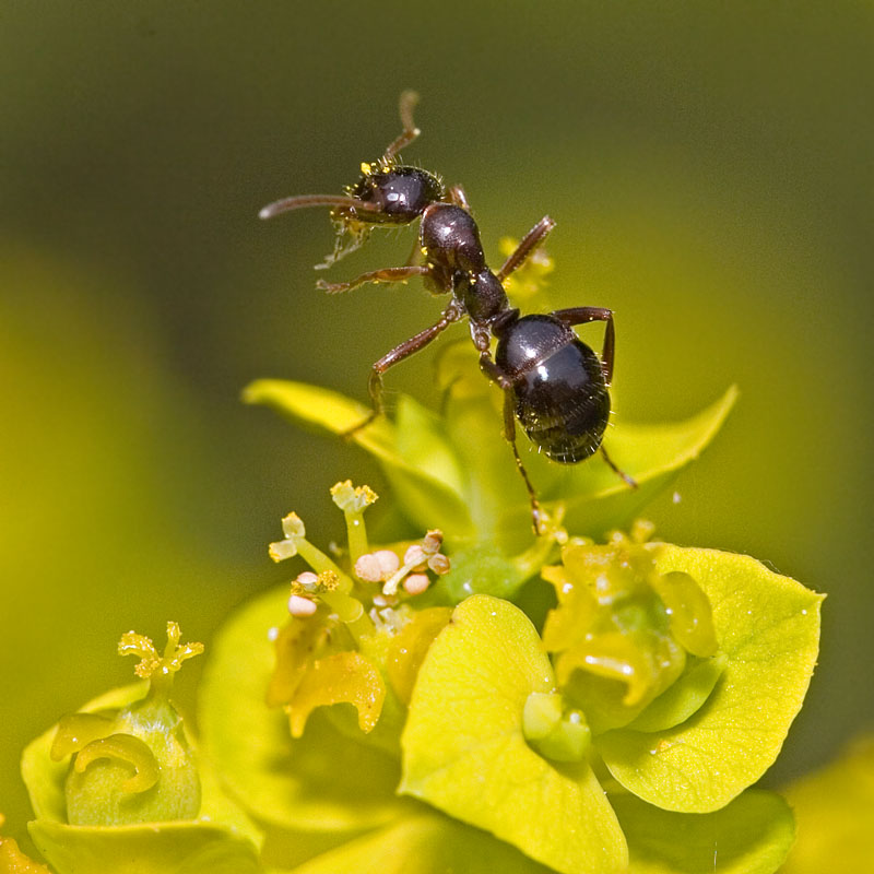 Ant on Spurge