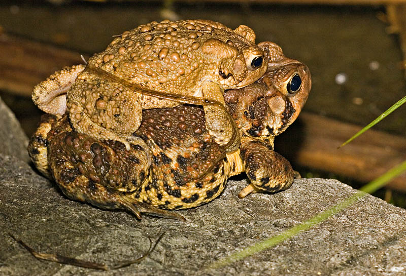 Toad Sex