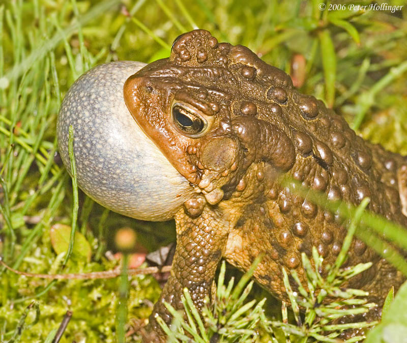 Toad Trilling