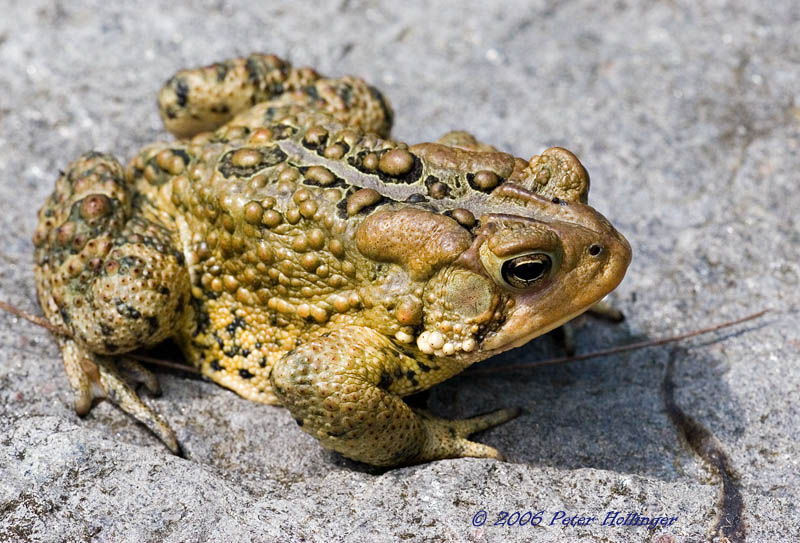 American Toad Male