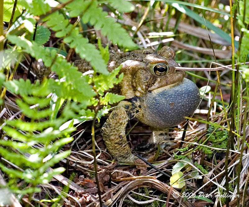 Toad Trilling in Daylight