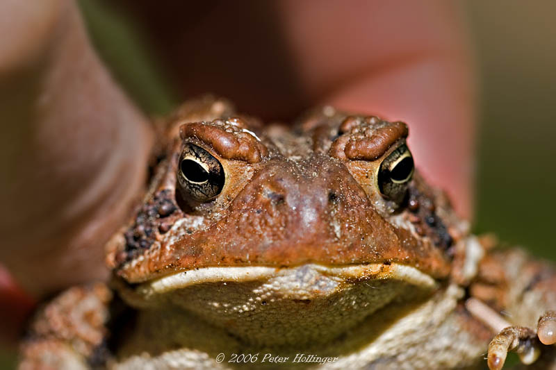 Toad Mating Season