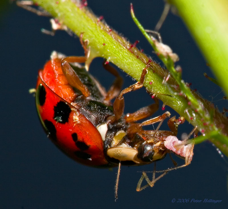Ladybird Beetle Eats Aphid