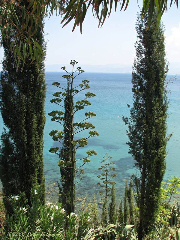 Agave Flowering