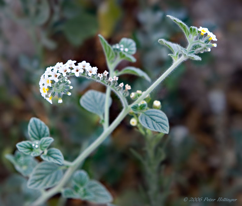 Heliotrope