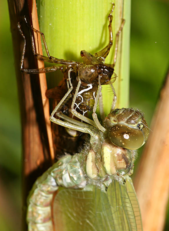 Teneral Dragonfly Freshly Emerged from its Exuviae