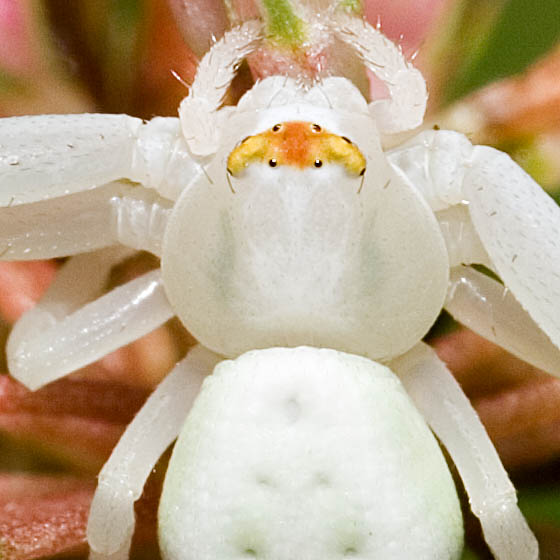 White Crab Spider Crop