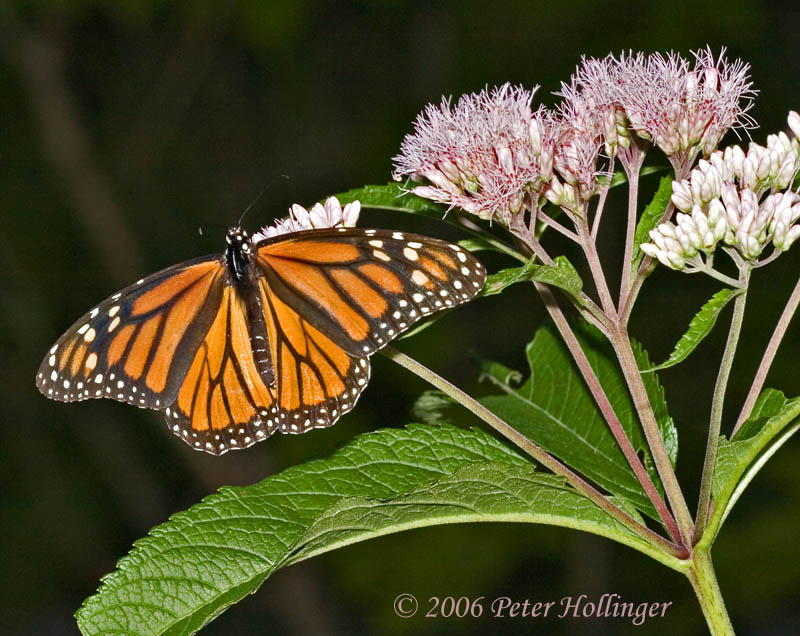 Monarch Butterfly on Joe-Pye-Weed