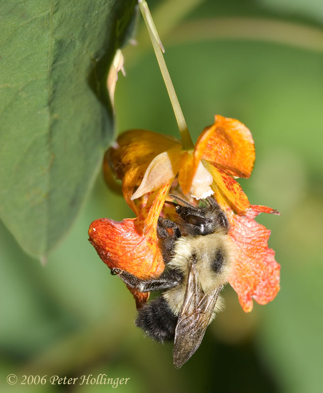 Bumble Bee in Jewelweed