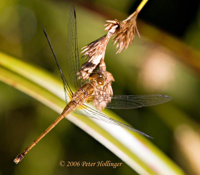 Female Meadowhawk Dragonfly