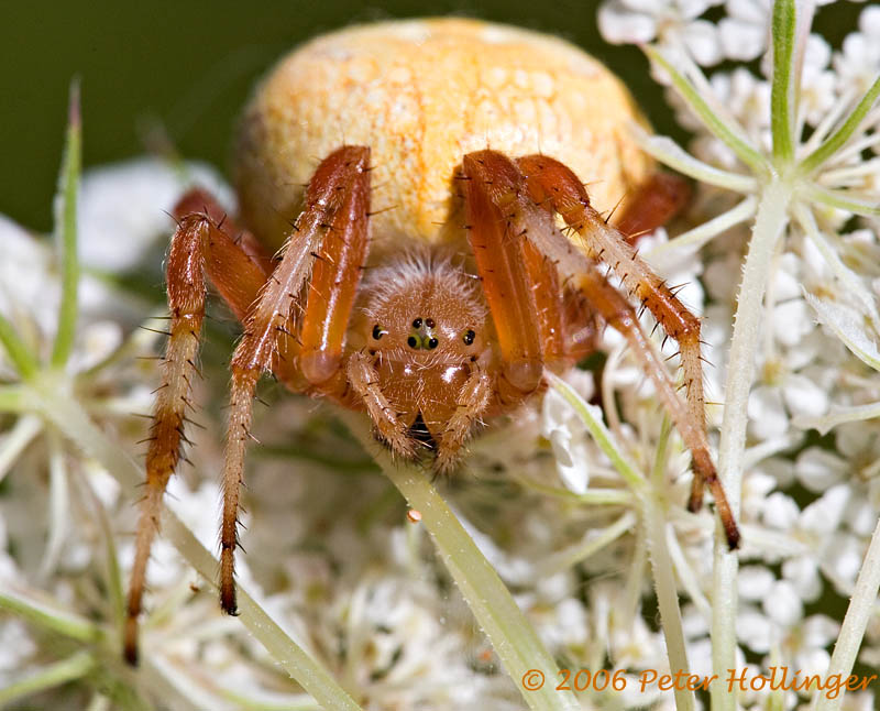 Marbled Orb Weaver Spider