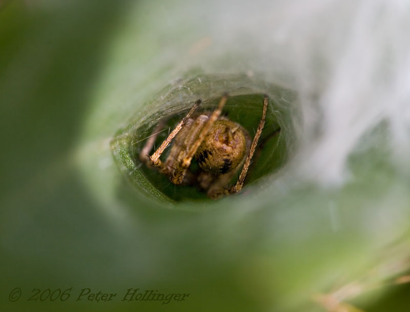 Spider in Funnel