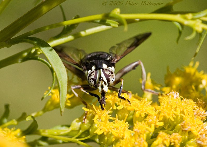 PieBald EyeBalled Fly - Spilomyia fusca
