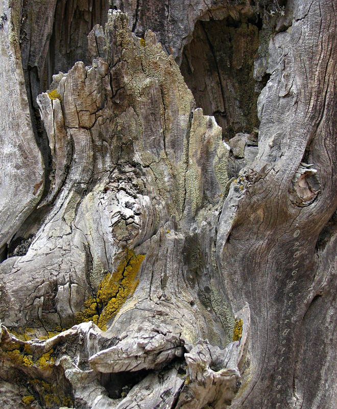 Old Stump with Yellow Lichen