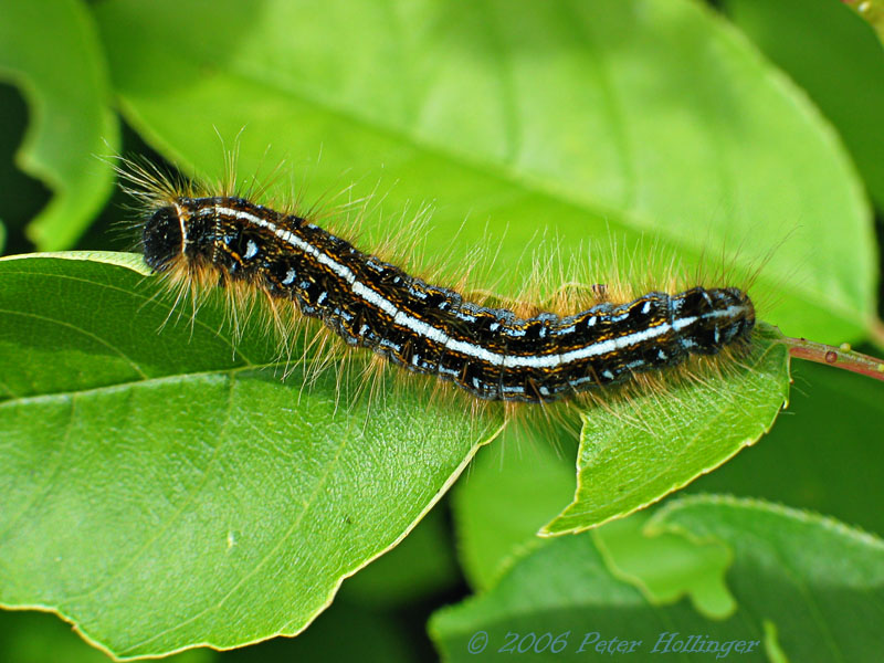 Tent Caterpillar - Malacosoma americanum