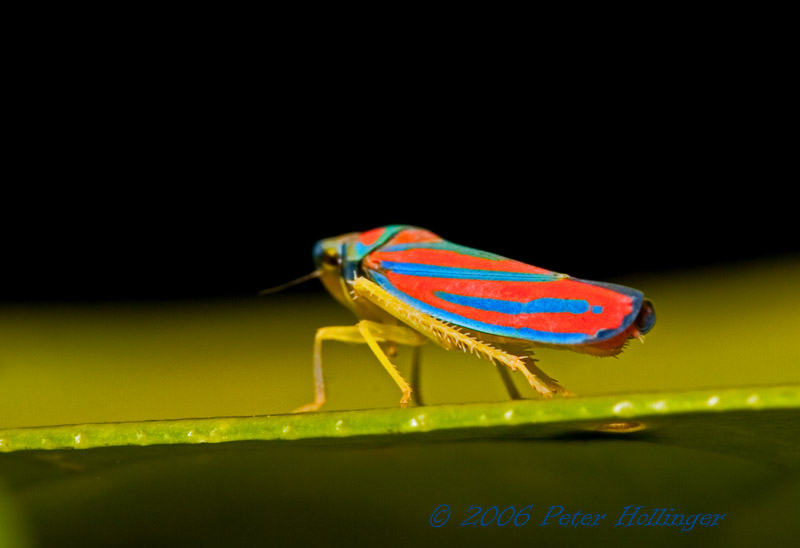 Colorful Hopper | Graphocephala