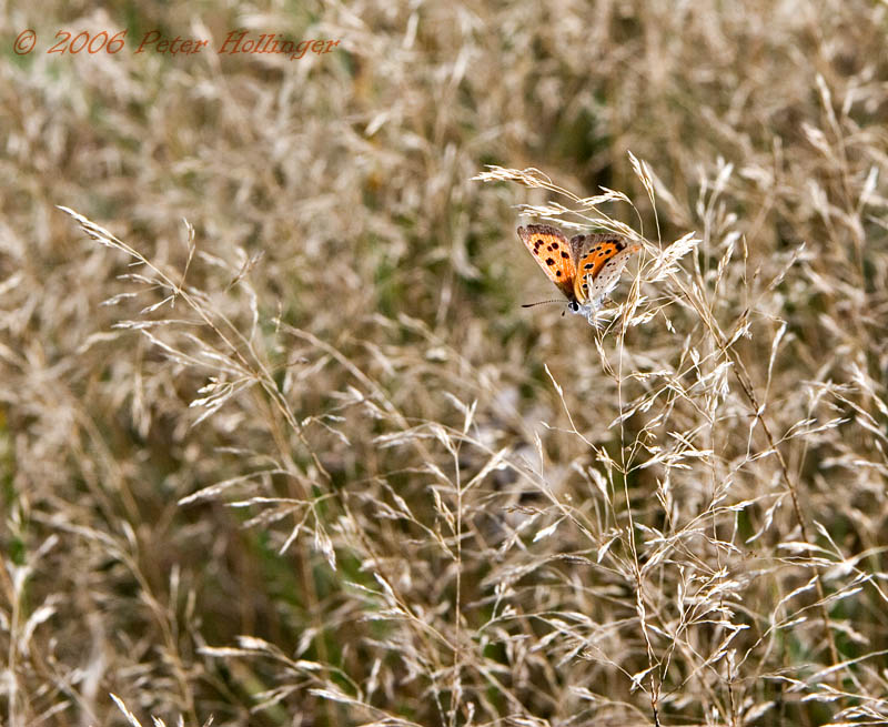 Lycaena Copper Butterfly