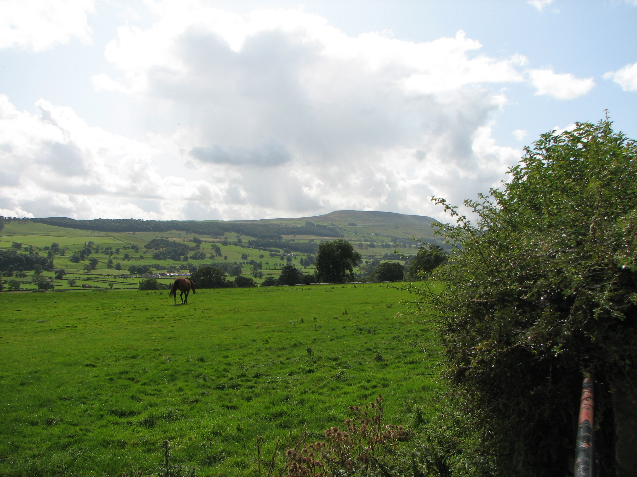 Horses on the Dales