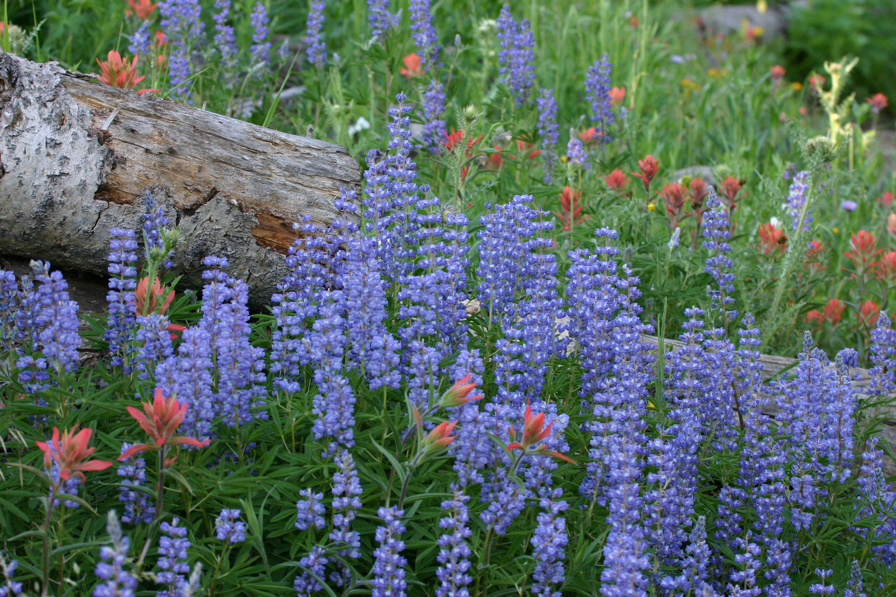 Colorado Wildflowers