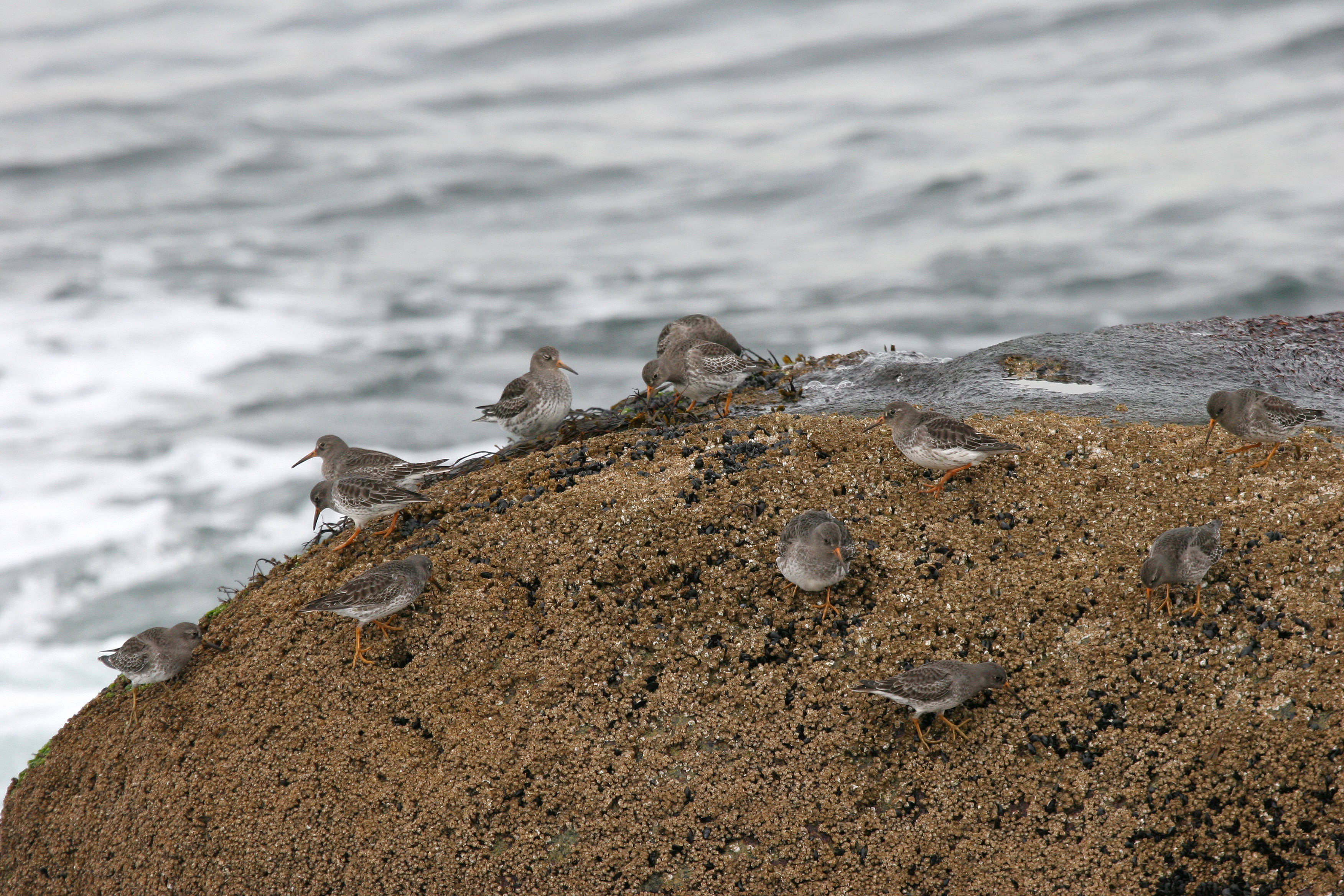 Purple Sandpipers