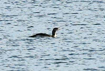 Red-throated Loon