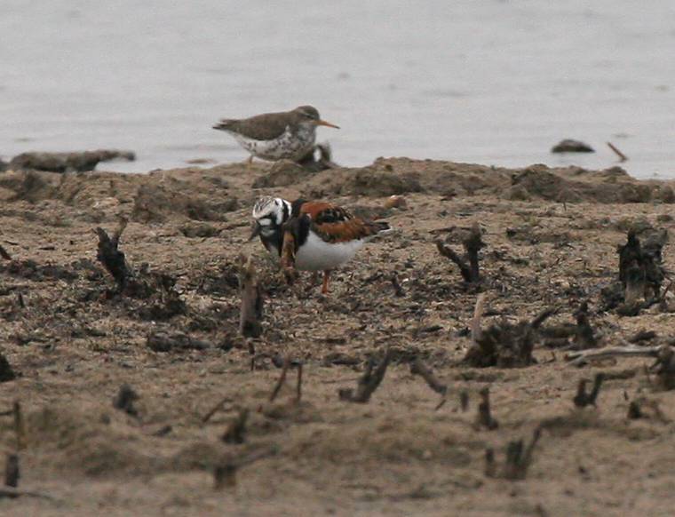 Ruddy Turnstone