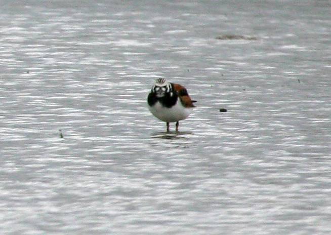 Ruddy Turnstone