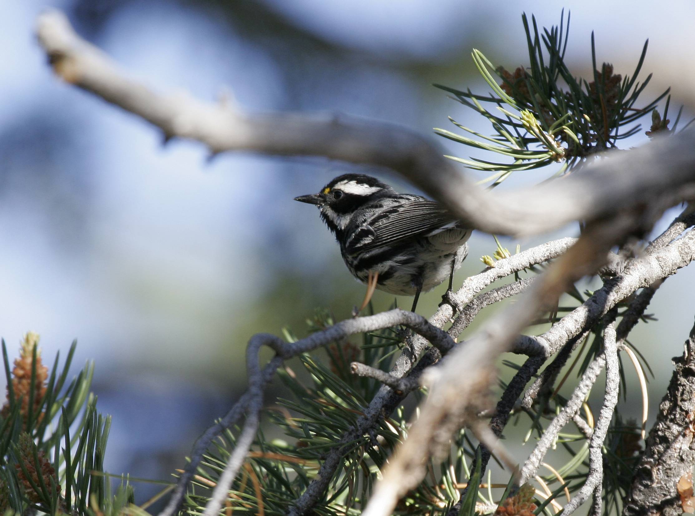 Black-throated Gray Warbler