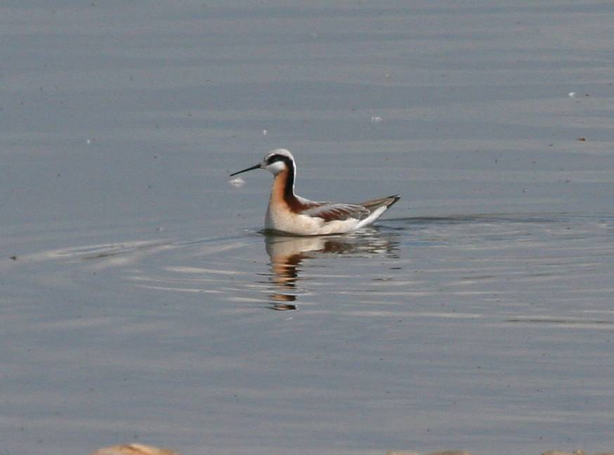 Wilsons Phalarope