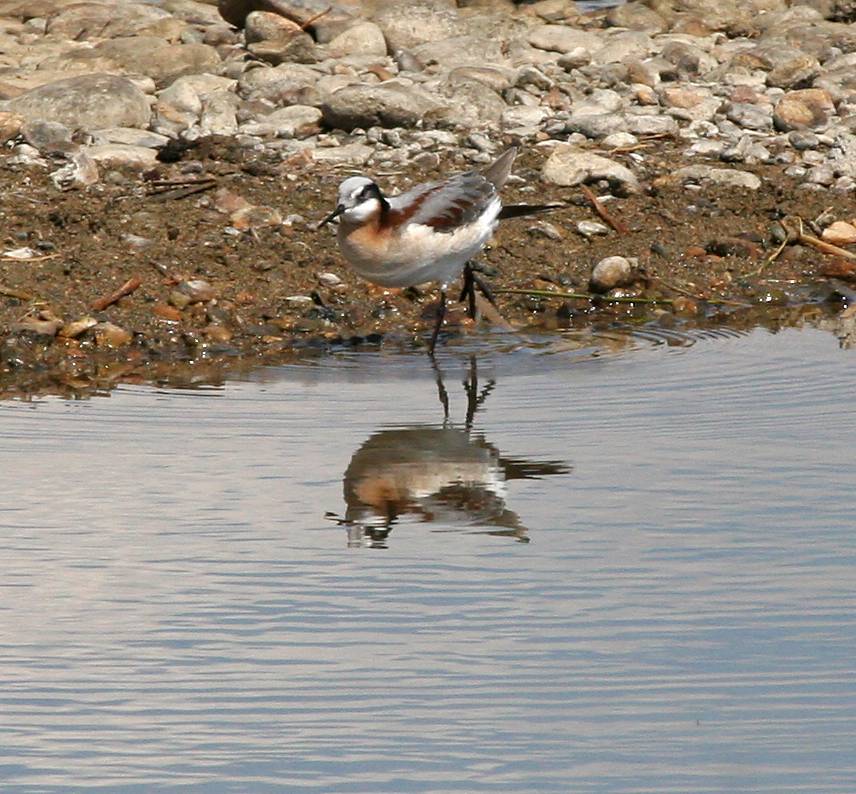 Wilsons Phalarope