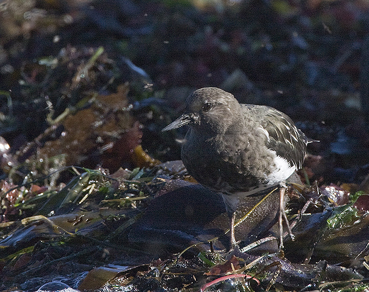 Black Turnstone