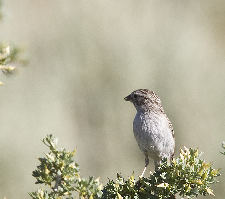 Brewers Sparrow