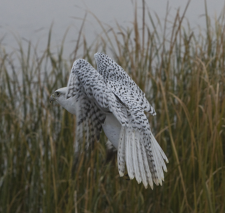 Gyrfalcon