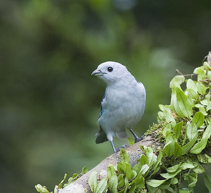 Blue-grey Tanager