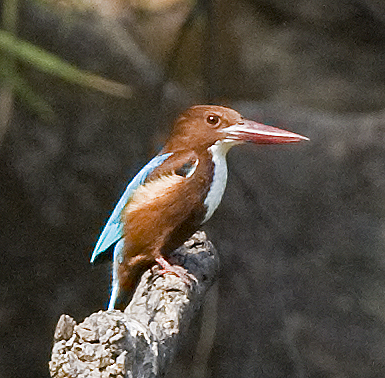 White-throated Kingfisher