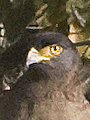 Crested Serpent Eagle