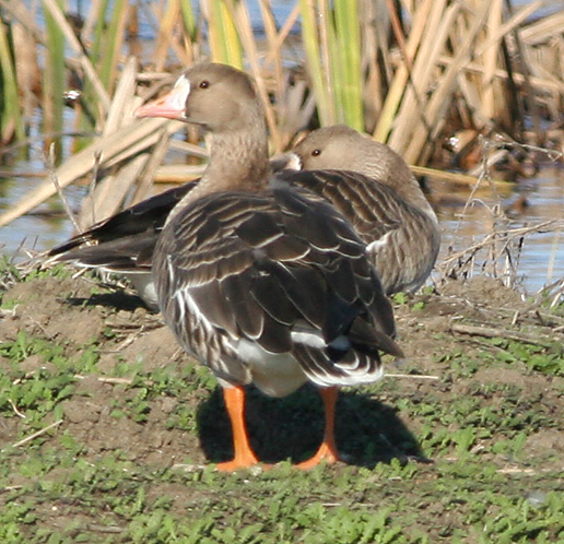 White-fronted Geese