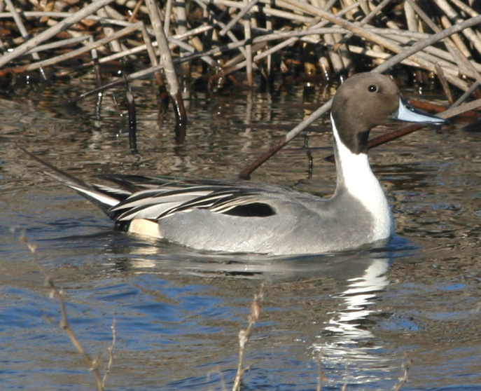 Northern Pintail,male in breeding plumage