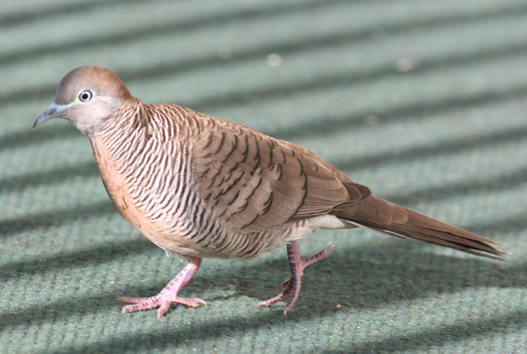 Zebra Dove