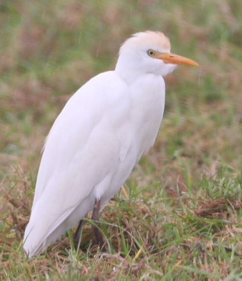Cattle Egret