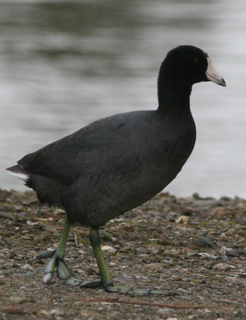 American Coot