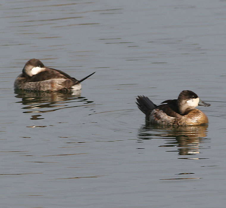 Ruddy Ducks ,two males in nonbreeding plumage