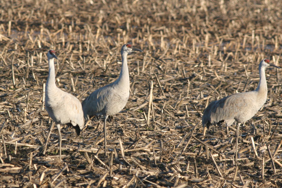 Sandhill Cranes